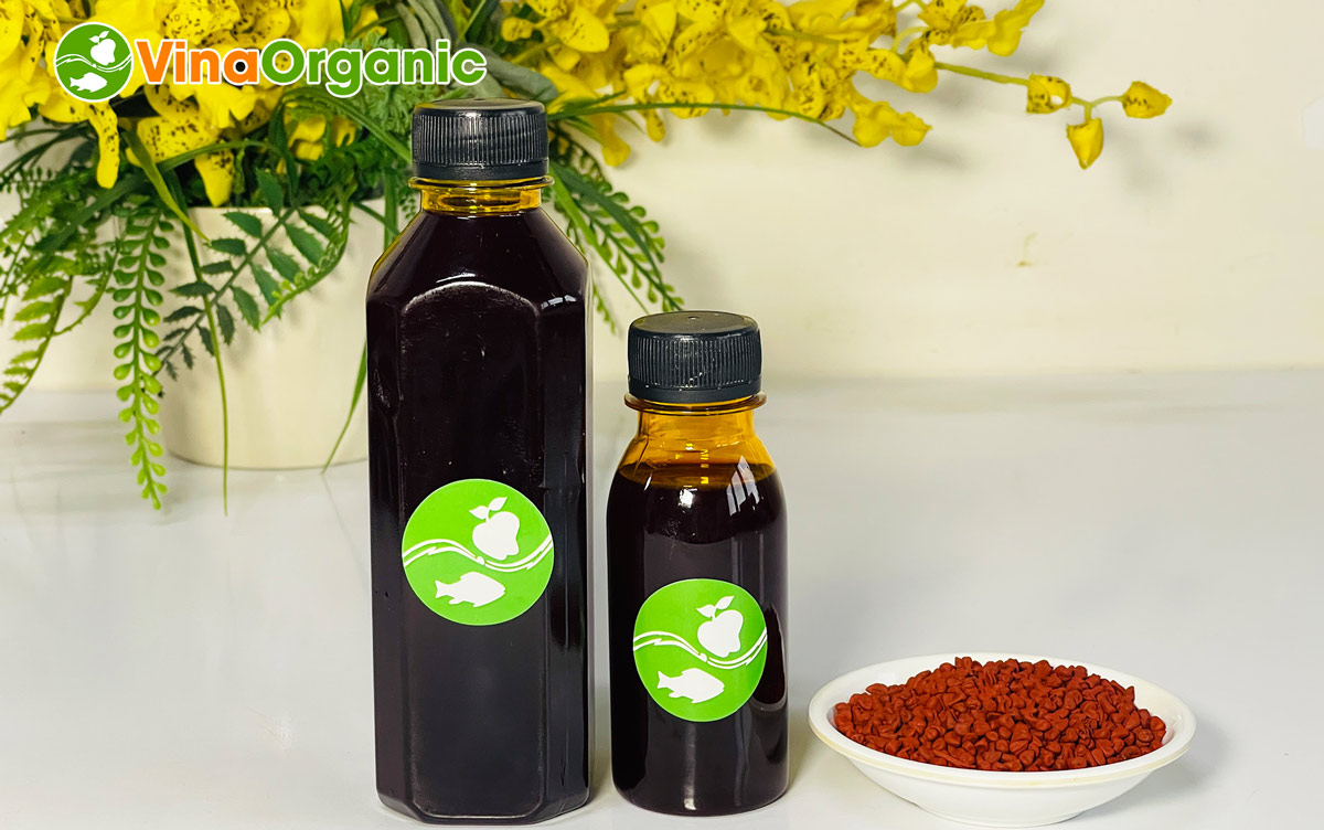 VinaOrganic chuyển giao công nghệ Dầu màu điều chuẩn màu, không đắng và bảo quản thời gian dài. Liên hệ ngay Hotline Zalo 0938299798 – 0975299798.