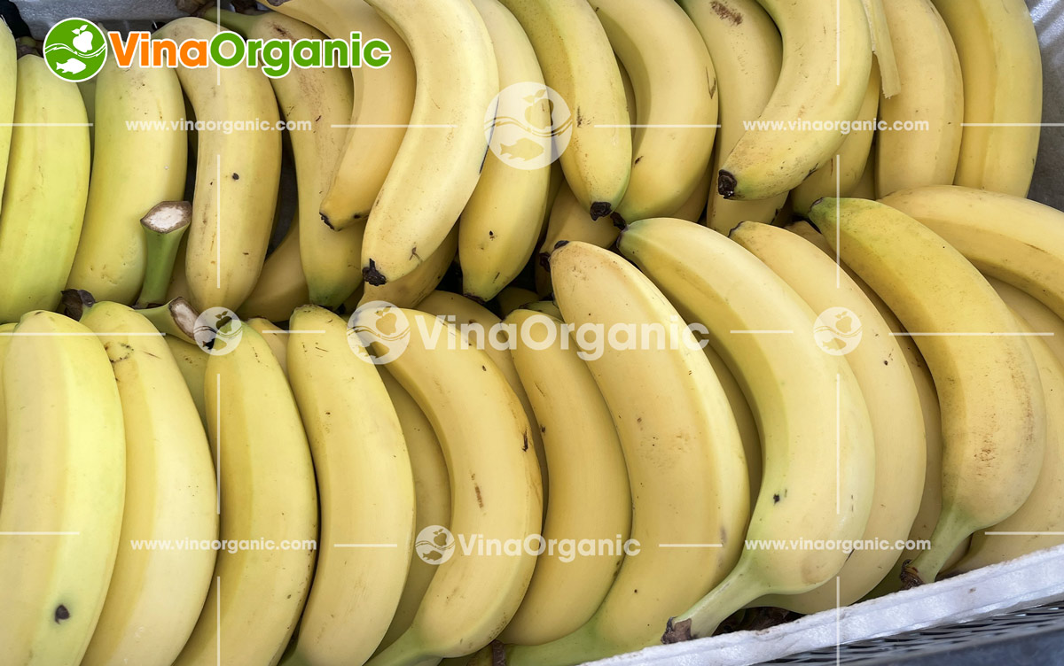 VinaOrganic bàn giao dây chuyền chuối chiên chân không tại Bình Dương, nâng tầm nông sản Việt, mở rộng thị trường. Tư vấn 0975.299798.