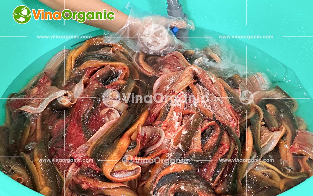 VinaOrganic tự hào là đối tác đồng hành cùng khách hàng tại Hóc Môn trong việc nâng tầm giá trị nông sản. Gần đây, chúng tôi đã hoàn thành việc chuyển giao trọn gói ba công nghệ chế biến lươn độc đáo: Khô lươn sấy cay, Chà bông lươn và Chả lươn.