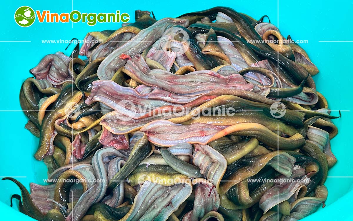 VinaOrganic tự hào là đối tác đồng hành cùng khách hàng tại Hóc Môn trong việc nâng tầm giá trị nông sản. Gần đây, chúng tôi đã hoàn thành việc chuyển giao trọn gói ba công nghệ chế biến lươn độc đáo: Khô lươn sấy cay, Chà bông lươn và Chả lươn.