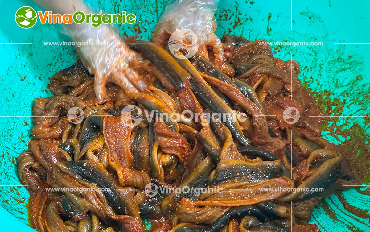 VinaOrganic tự hào là đối tác đồng hành cùng khách hàng tại Hóc Môn trong việc nâng tầm giá trị nông sản. Gần đây, chúng tôi đã hoàn thành việc chuyển giao trọn gói ba công nghệ chế biến lươn độc đáo: Khô lươn sấy cay, Chà bông lươn và Chả lươn.