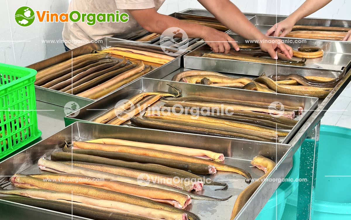 VinaOrganic tự hào là đối tác đồng hành cùng khách hàng tại Hóc Môn trong việc nâng tầm giá trị nông sản. Gần đây, chúng tôi đã hoàn thành việc chuyển giao trọn gói ba công nghệ chế biến lươn độc đáo: Khô lươn sấy cay, Chà bông lươn và Chả lươn.