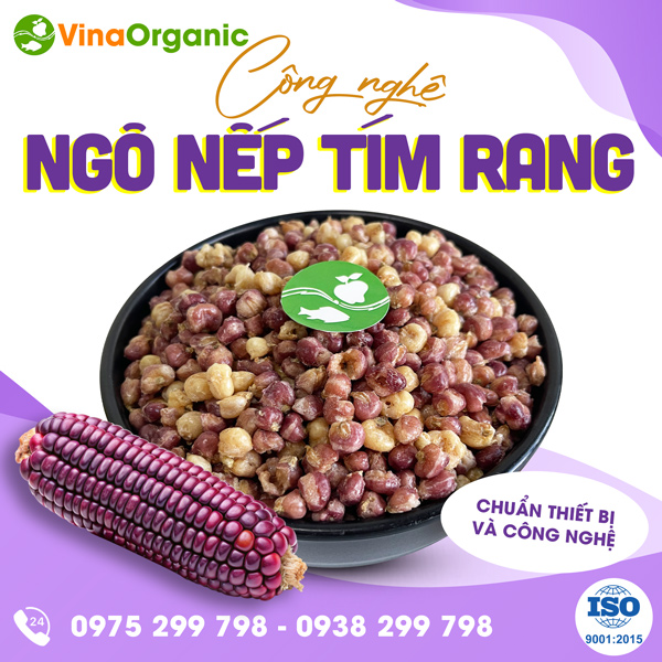 Chuyển giao công nghệ Ngô nếp tím rang muối giòn xốp, giữ trọn sắc tím tự nhiên